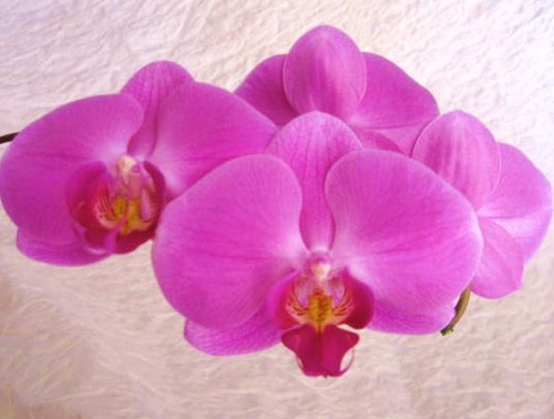 Phyzzio50Plus's profile picture. Physiotherapist. Treks hills. Green thumb. Private & convenient home visits. Focus: empowering Seniors to activate, achieve painfree & rehab injury & surgery.