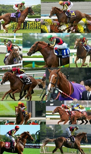 競馬と野球大好きです！競馬と野球好きの皆さんfollowお願いします！亀井/坂本/オルフェーヴル/キズナ