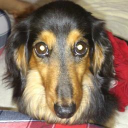 女ばかりの家族のぐーたら母です。娘は嵐ファン→最近は、金爆にも…。愛犬のモモは、お空に…。 今は、愛猫しずくに、新しい家族の愛猫くつしたとこなつ。(わんぱーくhttp://t.co/pbwMuEjEtrさんで出遭った) 仲良くしてやってくださいm(_ _)m