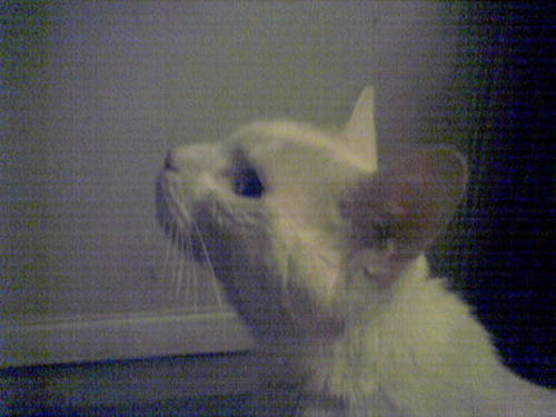 Collage Of Pets,Care,Kids,Vets,Veterans,Food,Health,News,Info&Hacks About All The Things We Love To Share.Dedicated To Rescued Therapy Cat Angel,OTRB By Cancer