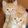 RockCreekCats's profile picture. Rock Creek Cats is an all-volunteer, nonprofit, 501(c)(3) charity helping stray and feral cats in the Washington, D.C., area.