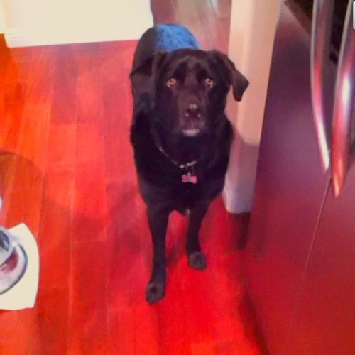 GusJenner's profile picture. just a normal dog loving life