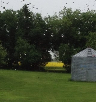 Grains and oilseed farmer in moist black soil zone in East Central Sask.