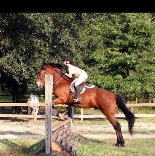 Horses are my life. I have one horse and one pony. They are amazing. I love them to death. Riding is my life. I follow back!!
