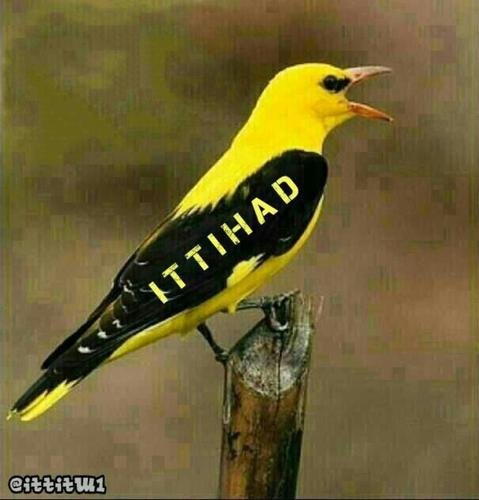 اعشق نادي الاتحاد وعشقي لجمهوه حكايه اخرئ