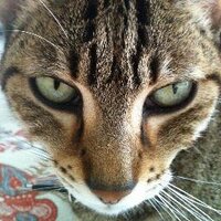 Morgan Downey (@commoditymd) 's Twitter Profile Photo Morgan Downey (@commoditymd) 's Twitter Profile Photo