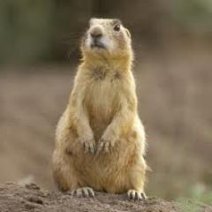 It was hard to create this account being a prairie dog and all.