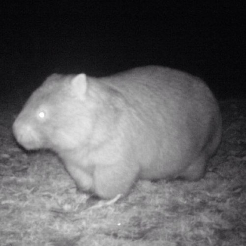 Wombat who hates foxes with a kick arse attitide but a soft spot for my fellow native animals who are threatened by pest animals & ignorant humans.