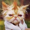 Jolene_Spieg's profile picture. Shock and Awe - a face only a mother would love.