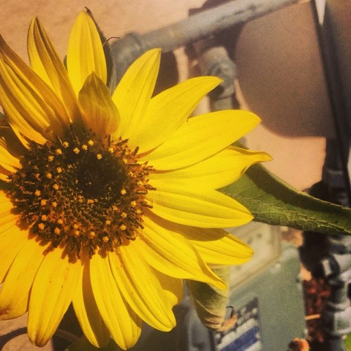 melissabirdwell's profile picture. 