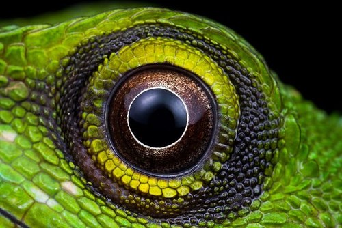 I'm The Lizard King, I Can Do Anything.