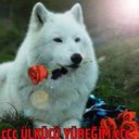 EROL hamurci (@05383917118) Twitter
