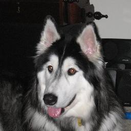 USA, guns, dogs, beautiful wife and adorable children!