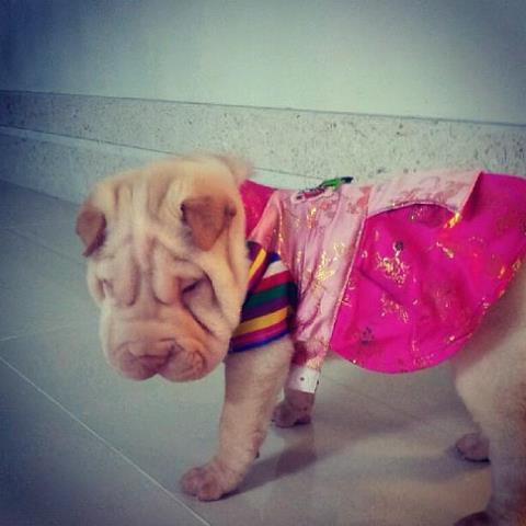 [VRP] Jolie G-Dragon's doggy from @AgentSPY_RP ^w^