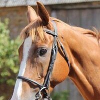 Alex Hales (@alexhalesracing) 's Twitter Profile