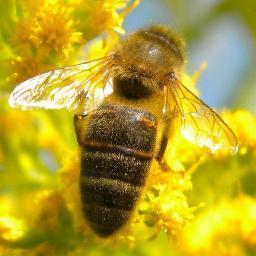 Apiculture is the management and study of honeybees.
#apiculture #bee #honey