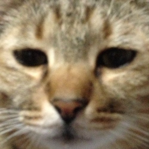 Twitter始めて、動物虐待の多さを知り心が折れました( ᵕ̩̩ㅅᵕ̩̩ )無言フォローでゴメンなさい   猫垢でしたが、最近は仕事の愚痴も増えてます(^^;)