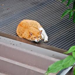 怠惰な猫 Hurrmew Twitter 怠惰な猫 Hurrmew Twitter