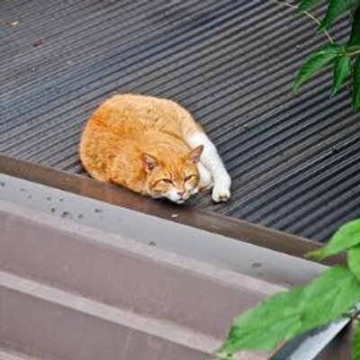 怠惰な猫 Hurrmew Twitter 怠惰な猫 Hurrmew Twitter