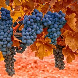 aeenb's profile picture. البرّ حسن الخلق، والإثم ما حاك في نفسك،وكرهت أن يطلع عليه الناس .
.