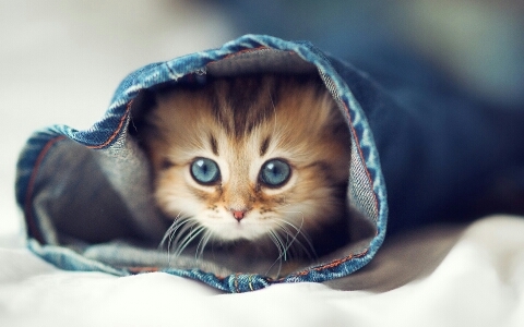 hiii :') i am a cute cat, and i need your help just follow me and i will be okay kiss * bye