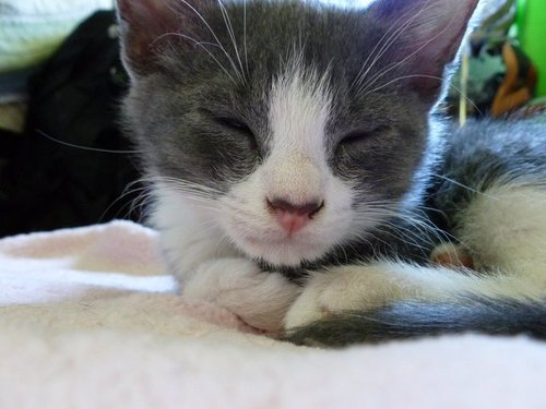 CatCode2's profile picture. The official code for cats everywhere. Learn it. Live it. Love it.