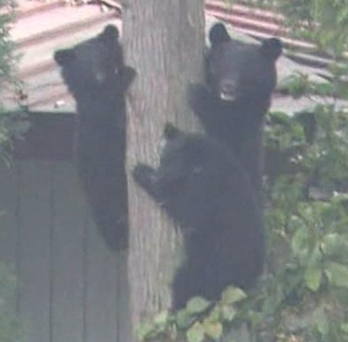 yarukinai's profile picture. _ノ乙(､ン､)_ hokanotrainer _(:3 」∠)_