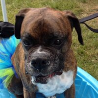 Kobie (@kobiezim) 's Twitter Profile
