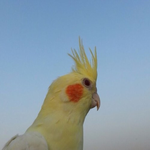 2008_altalbi's profile picture. 