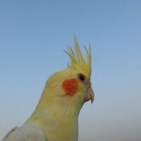 altalbi (@2008_altalbi) Twitter profile photo