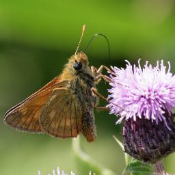 PCT63's profile picture. I'm me, thats it no more no less