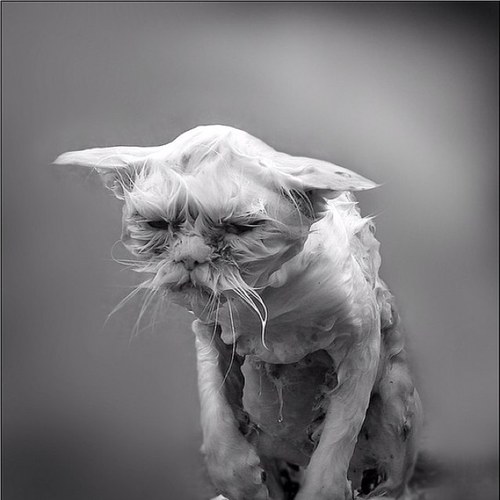 ToniMul59's profile picture. 