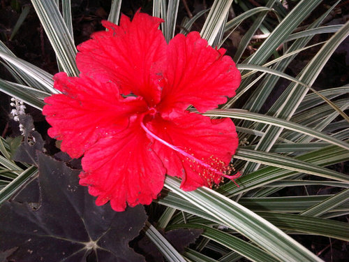 Rosarios295's profile picture. Psicopedagoga