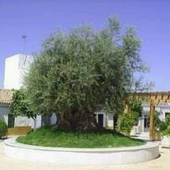 Burguilloshabla's profile picture. Hablamos de Burguillos