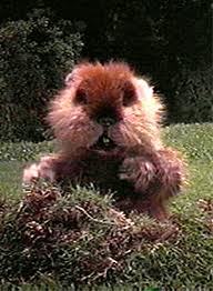 I am a gopher and I live in Dafen Park.