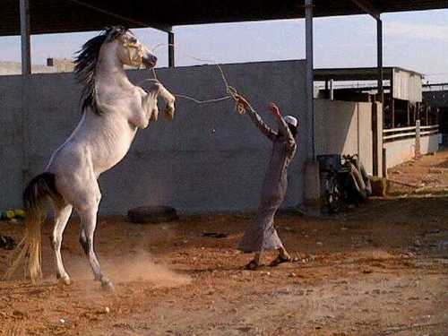 intrested in horses and ( GMC , Murceedes ) cars