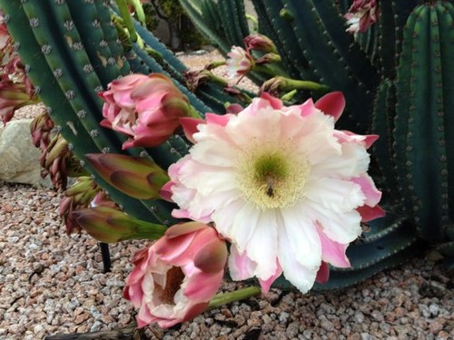 YukinaWarner's profile picture. 