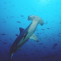 Hammerhead (@callmesharkee) 's Twitter Profile