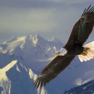 Download 620 Koleksi Gambar Elang Gunung Keren Gratis