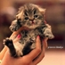 n (@rimaqtr) Twitter profile photo n (@rimaqtr) Twitter profile photo
