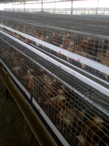 growfarms's profile picture. Executive livestock consultant. Call @ 07056215730. Growfarms working to feed the Nation...