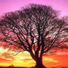 muceguka's profile picture. 