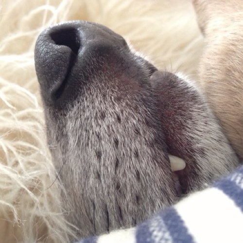 Just a dooooog doing doooog things