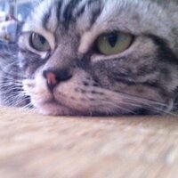 Avatar of まいく / 猫, 幼児, Engineering Manager