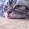 mikesorae's profile picture. ねこ