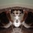 TriciaAudio's profile image