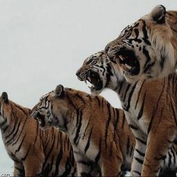 Взаимный Фолловинг......,  follow back