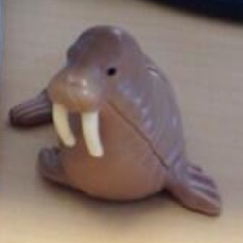 The badass walrus, born in ibiza, on loan in england!! Walrus's only live once. Views are my own not any other walrus's #WOLO #malia2013
