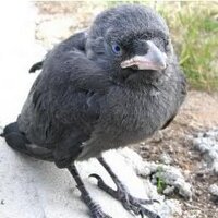 Vevivi (@vevivive) 's Twitter Profile