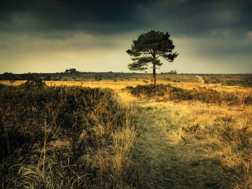 Conserving the East Devon Pebblebed Heaths for the benefit of wildlife and people.